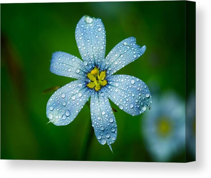 Flower Canvas Print featuring the photograph Top View of a Blue Eyed Grass Flower by Brad Boland