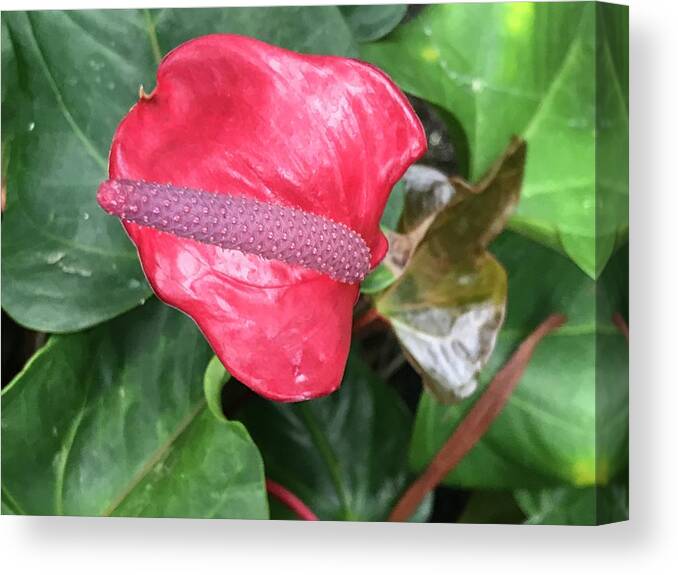 Plants Canvas Print featuring the photograph Touch of Red by Jean Wolfrum