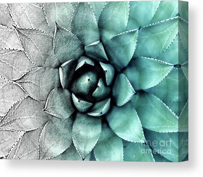 Photography Canvas Print featuring the digital art Transformation of A Plant by Phil Perkins
