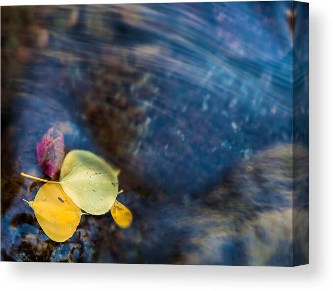 Fall Canvas Print featuring the photograph Trapped by Jonathan Nguyen
