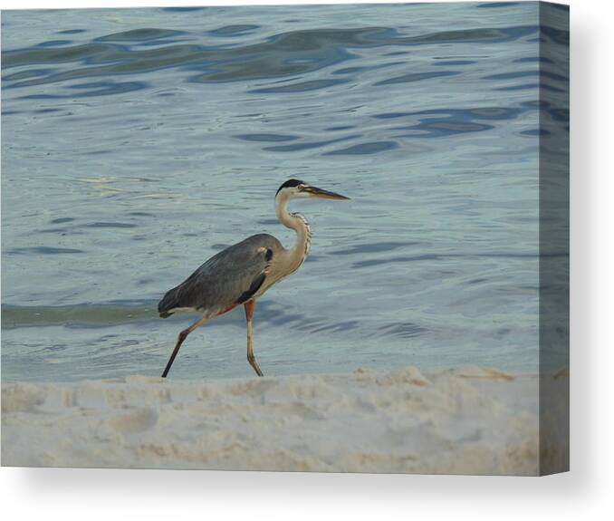 Birds Canvas Print featuring the photograph Ocean Wanderer by Richie Parks