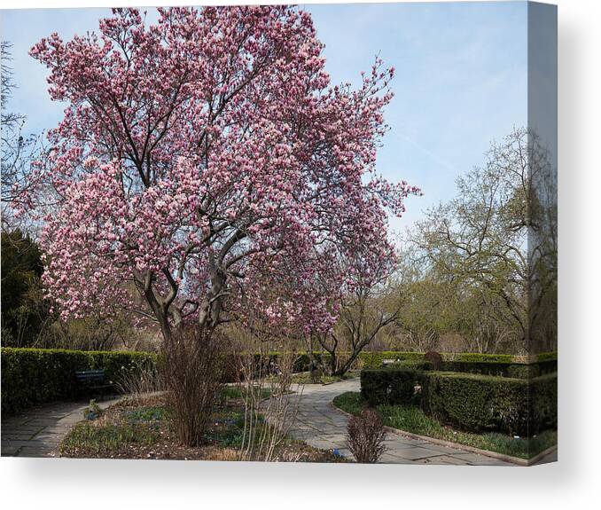 Blossoms Canvas Print featuring the photograph Tree in Pink by Cornelis Verwaal