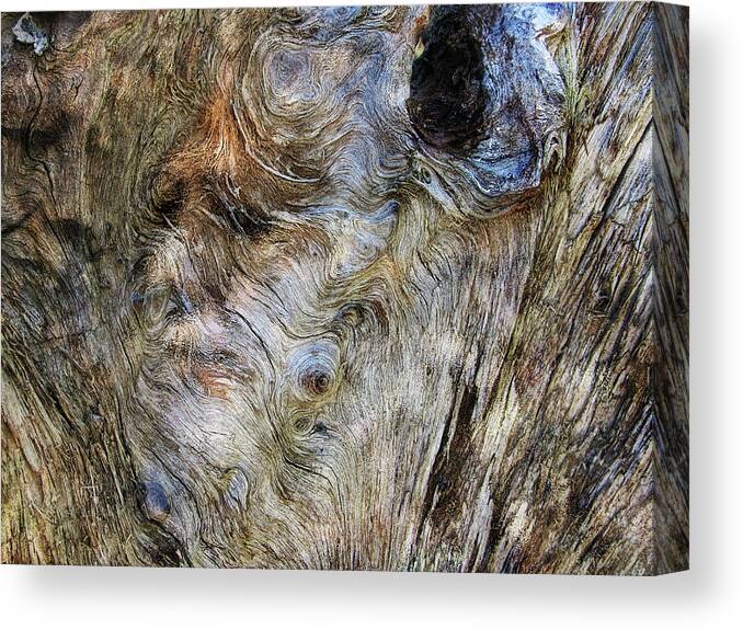 Trees Canvas Print featuring the photograph Tree Memories # 15 by Ed Hall