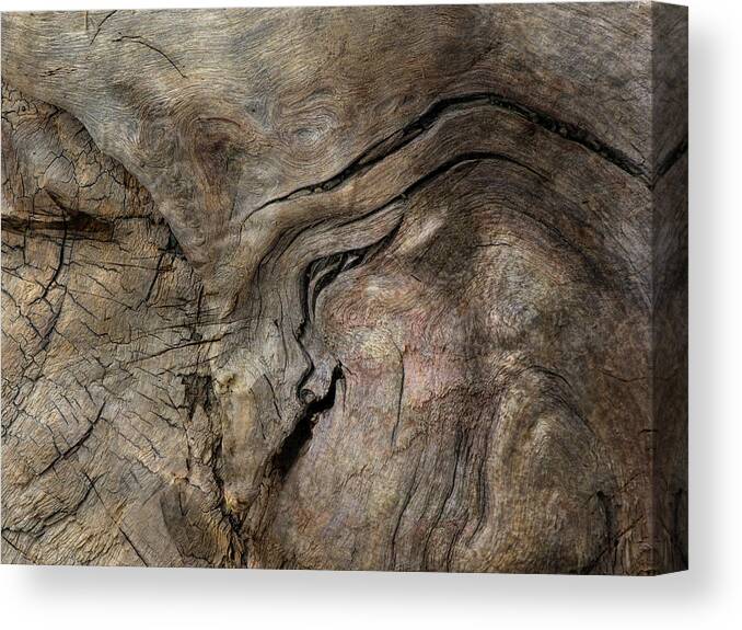 Trees Canvas Print featuring the photograph Tree Memories # 23 by Ed Hall