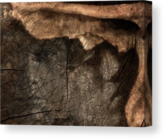 Trees Canvas Print featuring the photograph Tree Memories # 29 by Ed Hall