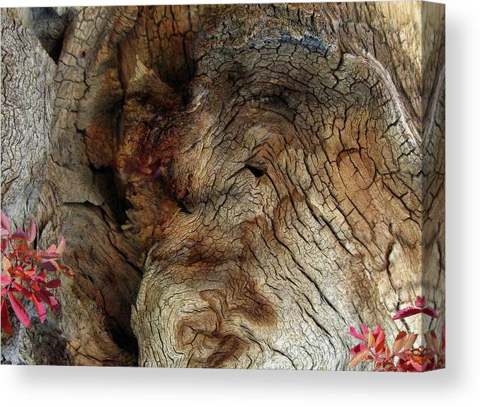 Trees Canvas Print featuring the photograph Tree Memories # 34 by Ed Hall