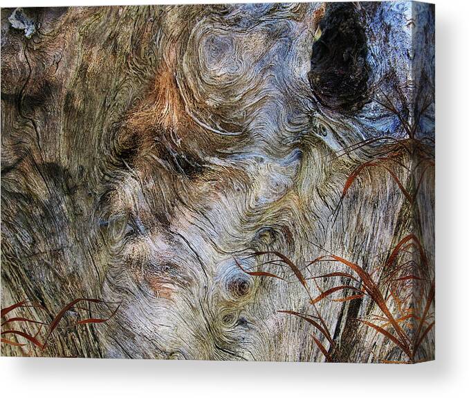 Trees Canvas Print featuring the photograph Tree Memories # 35 by Ed Hall