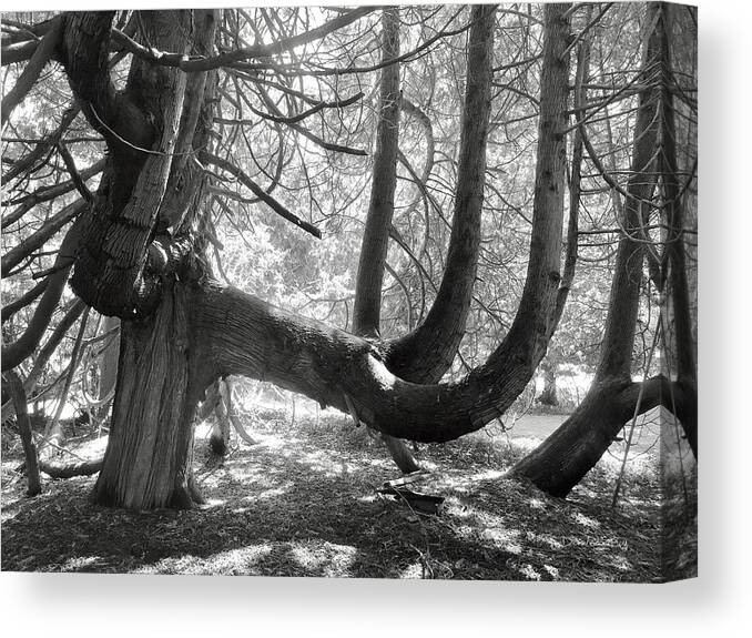 Tree Forest Woods Garden Bark Twisted Mackinac Island Midwest Vista Scenic Unusual Interesting Canvas Print featuring the photograph Tree Vista by Diane Lindon Coy