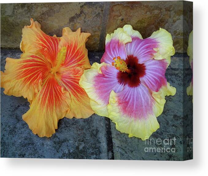Hibiscus Canvas Print featuring the photograph Tropical Pair by Jenny Lee