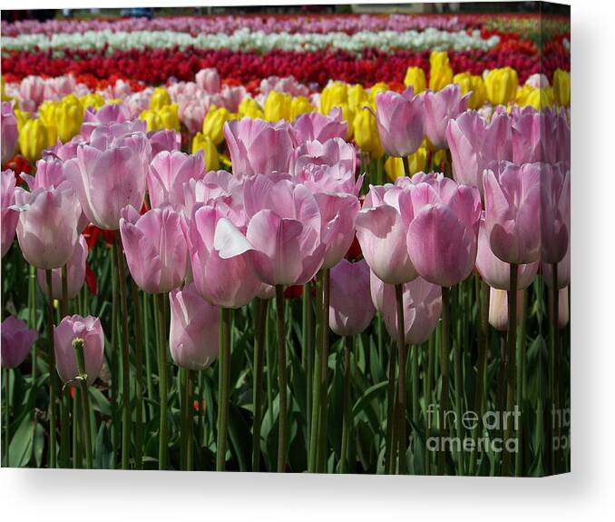 Tulips Canvas Print featuring the photograph Tulips in Time by Julie Rauscher