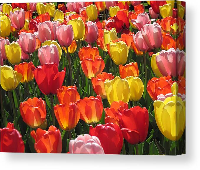 Tulips Canvas Print featuring the digital art Tulips Like Sunlight by Doug Morgan