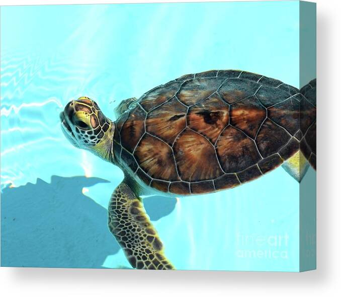 Turtle Canvas Print featuring the photograph Turtle Close-Up by Anna Gibson