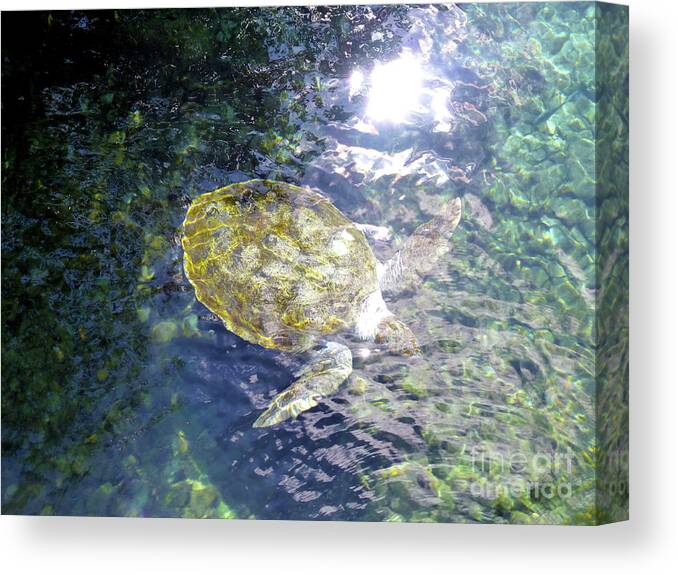 Turtle Canvas Print featuring the photograph Turtle Water Glide by Francesca Mackenney