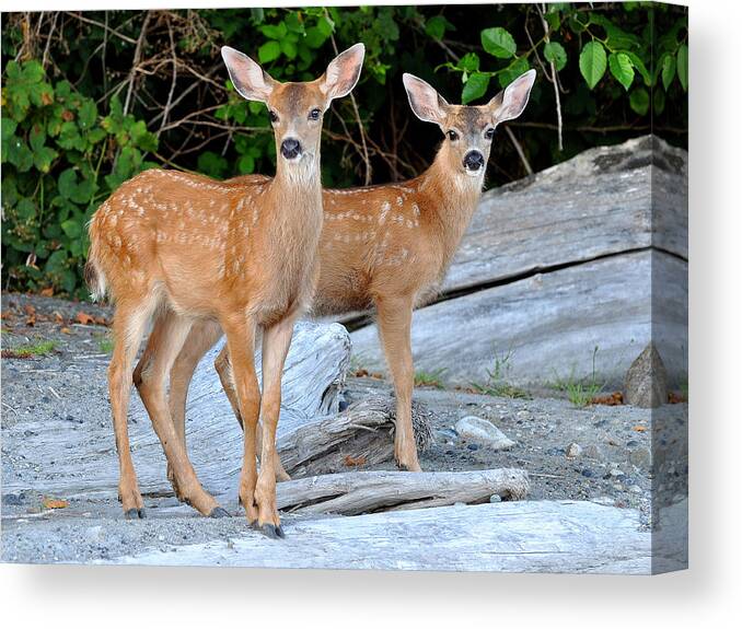 Fawn Canvas Print featuring the photograph Twin Fawns by Carl Olsen