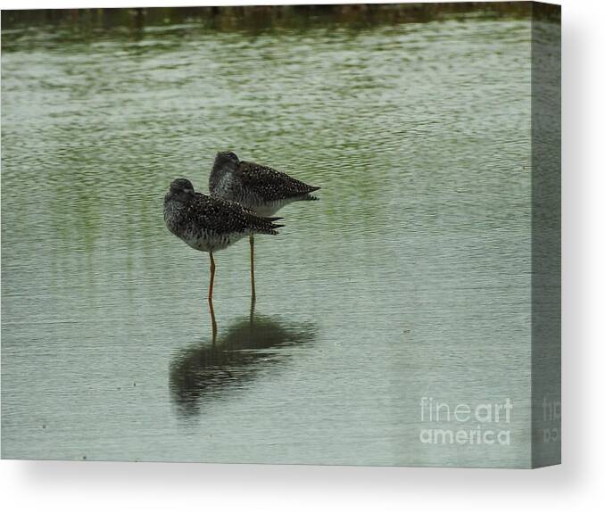 Birds Canvas Print featuring the photograph Two Birds In The Marsh by Jan Gelders