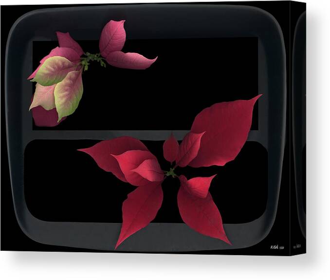 Two Poinsettias Black Gray Red Pink Green Flower Floral Flora Plant Petal Leaf Leaves Vein Stem Christmas Holy Holiday Canvas Print featuring the photograph Two Poinsettias by Heather Kirk