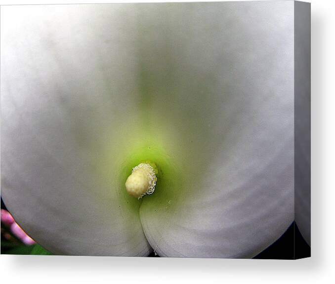 Botanical Canvas Print featuring the photograph Untitled by Dawn McEvoy