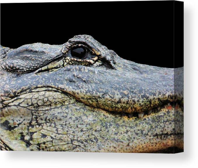 Alligator Canvas Print featuring the photograph Up Close Not Comfortable by Rosalie Scanlon