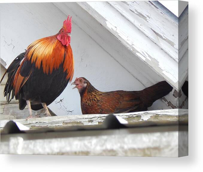 Rooster Canvas Print featuring the photograph Up On The Roof by Jan Gelders