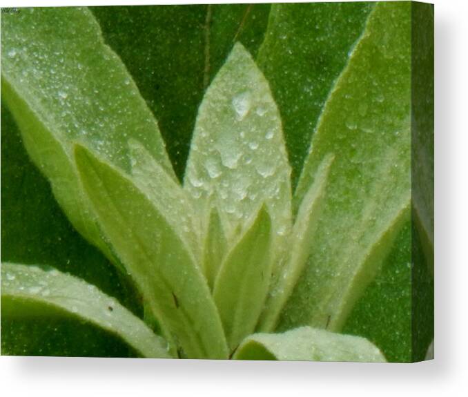 Summer Canvas Print featuring the photograph Velvet Tears by Wild Thing
