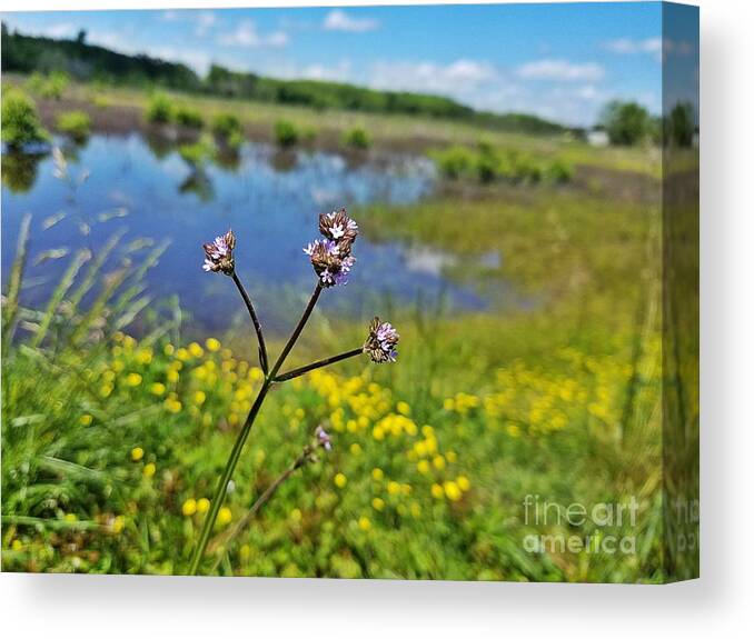 Vervain In The Wetlands Canvas Print featuring the photograph Vervain in the Wetlands by Maria Urso