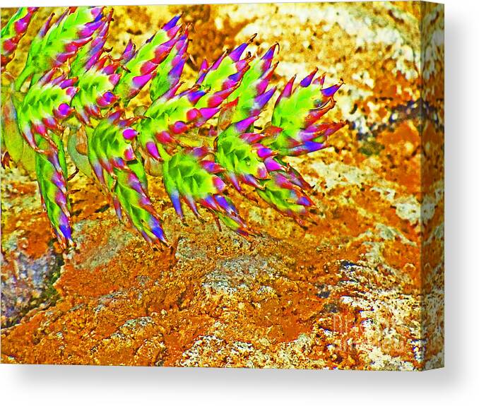  Canvas Print featuring the photograph Vibrant succulents by David Frederick