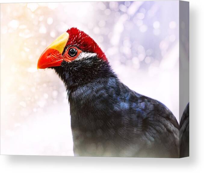 Violet Turaco Canvas Print featuring the photograph Violet Turaco by Jaroslav Buna