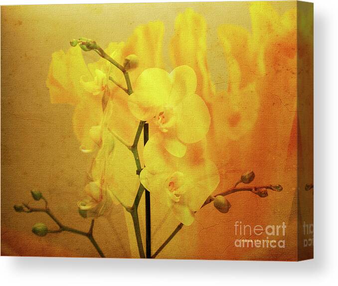 Mona Stut Canvas Print featuring the photograph Yellow Visions of Spring Orchids by Mona Stut