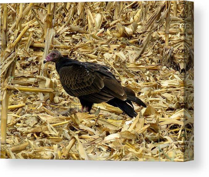 Turkey Vulture Canvas Print featuring the photograph Vulture in the Corn Field by Keith Stokes