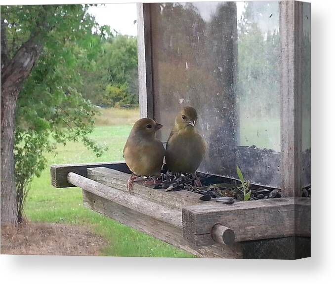 Birds Canvas Print featuring the photograph Waching You Watch Us by Kenneth Lukowski