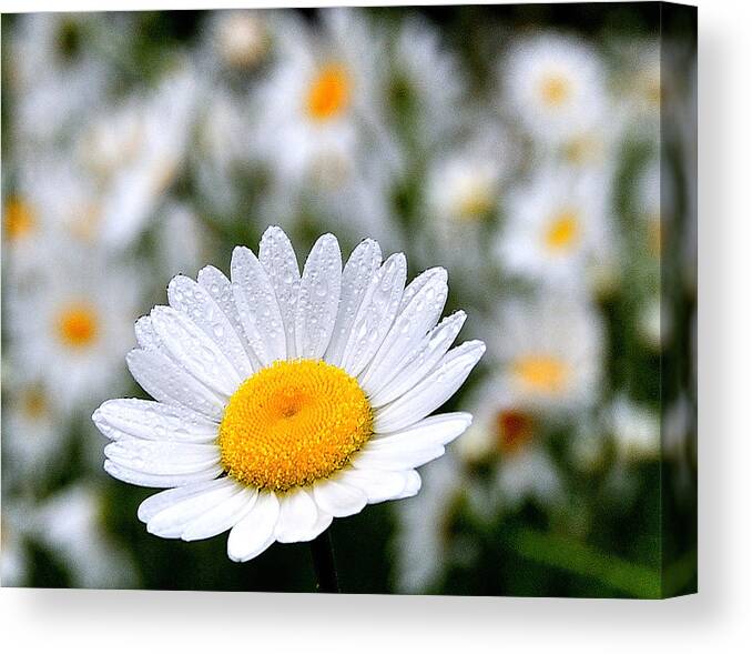 Flower Canvas Print featuring the photograph Waiting For The Sun by Mark Fuller