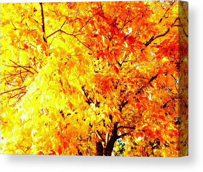 Orange Canvas Print featuring the photograph Warmth of Fall by Michael Oceanofwisdom Bidwell