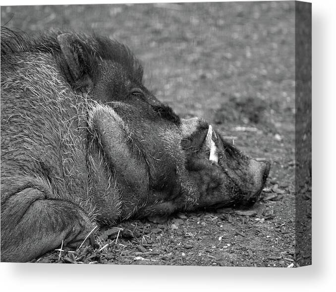 Warty Hog Canvas Print featuring the photograph Warty hog by Ed James
