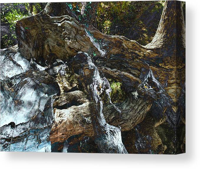 Trees Canvas Print featuring the photograph Washed Away by Kelly King