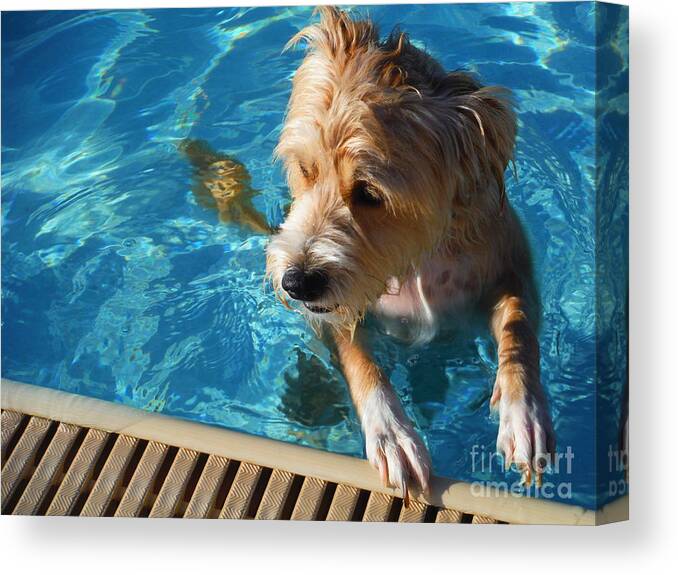 Water Dog Series Canvas Print featuring the photograph Water Dogs Series 4 by Paddy Shaffer