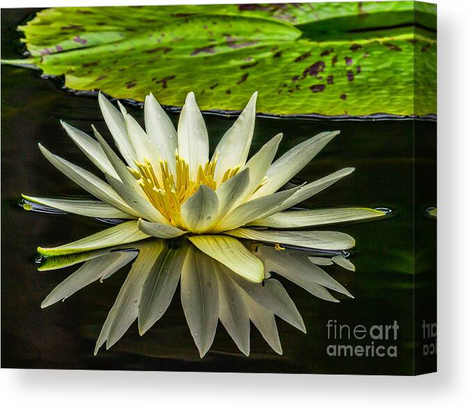 Gardens Canvas Print featuring the photograph Water Lily 15-3 by Nick Zelinsky Jr