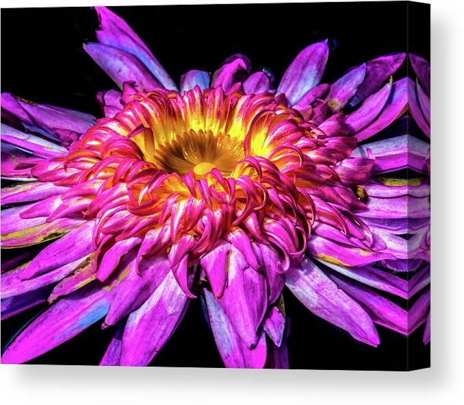 Aquatic Canvas Print featuring the photograph Water Lily 2014-5 by Nick Zelinsky Jr