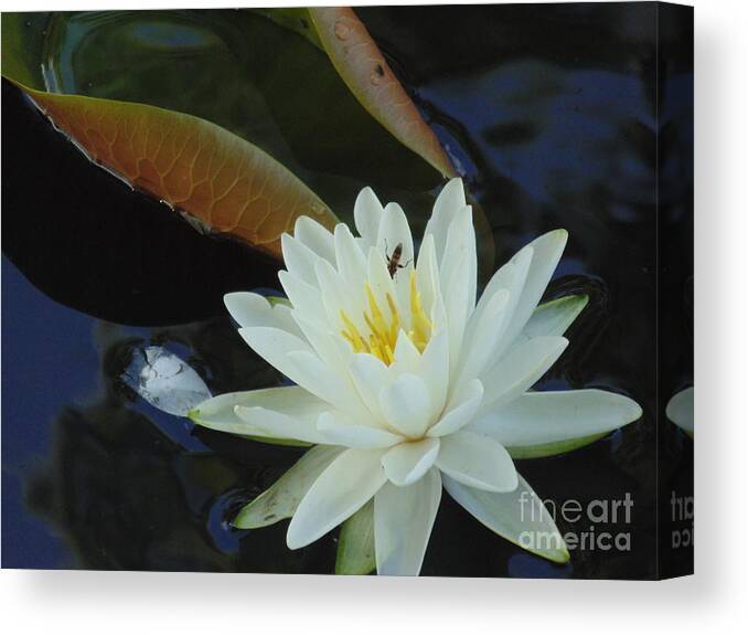 #landscape #water Lily #flower #white Flower Photograph #water Flowers #water Lilies #water Lily Yoga Mat #water Lily Tote Bags Canvas Print featuring the photograph Water Lily by Daun Soden-Greene