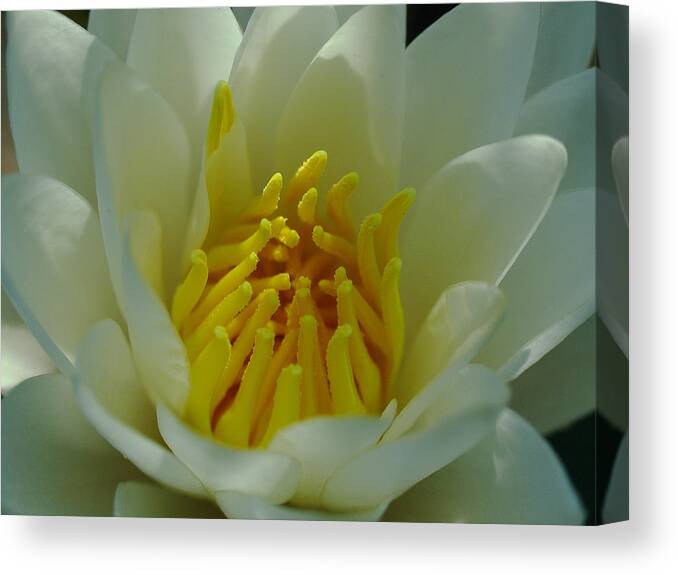 Lily Canvas Print featuring the photograph Water Lily by Juergen Roth