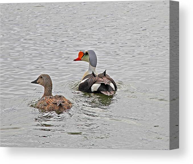 Sam Amato Canvas Print featuring the photograph Waterfowl Majesty by Sam Amato