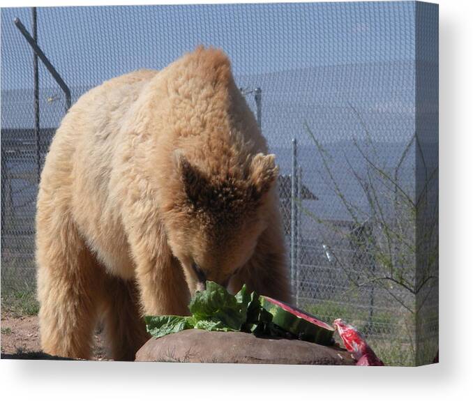 Brown Bear Canvas Print featuring the photograph Watermelon for dessert by Jeanette Oberholtzer