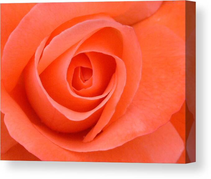 Macro Canvas Print featuring the photograph Watermelon Rose by Thomas Pipia