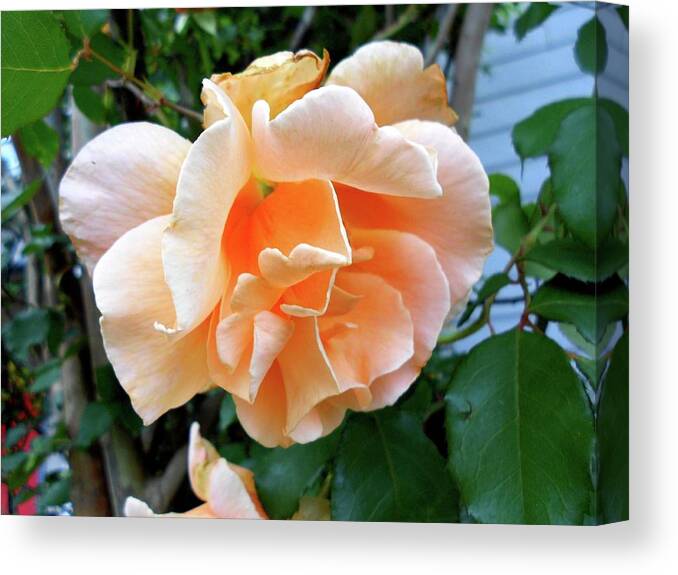 Orange Canvas Print featuring the photograph Weeping Orange Rose by Cynthia Westbrook