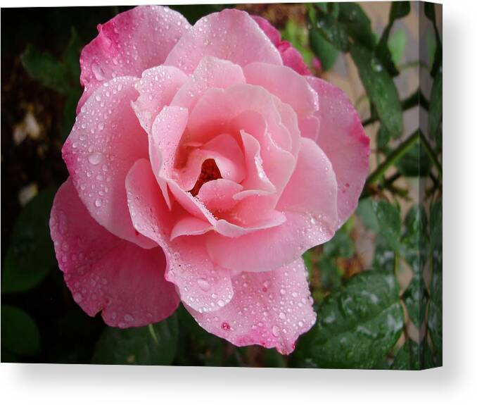 Roses Canvas Print featuring the photograph Wet Simplicity by Anjel B Hartwell