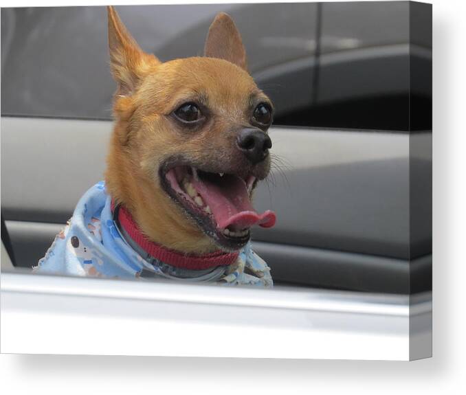 Chihuahua Canvas Print featuring the photograph What a car alarm by Aaron Martens