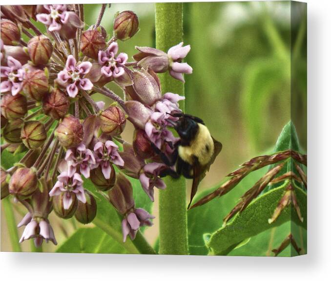 Summer Canvas Print featuring the photograph What's the Buzzzzzzzzzzzzz by Wild Thing