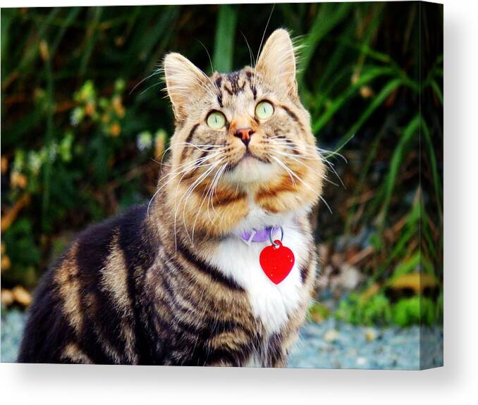Cat Canvas Print featuring the photograph What's Up There by Zinvolle Art