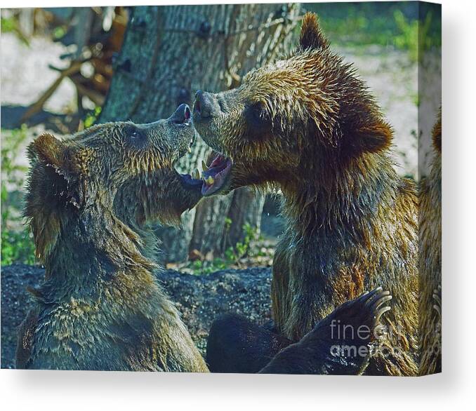 Bear Canvas Print featuring the photograph When Grizzlies Play II by Larry Nieland
