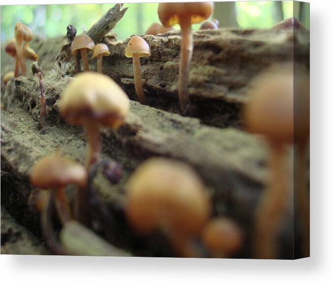 Mushrooms Canvas Print featuring the photograph Where the Shadows Fall by Christie Minalga