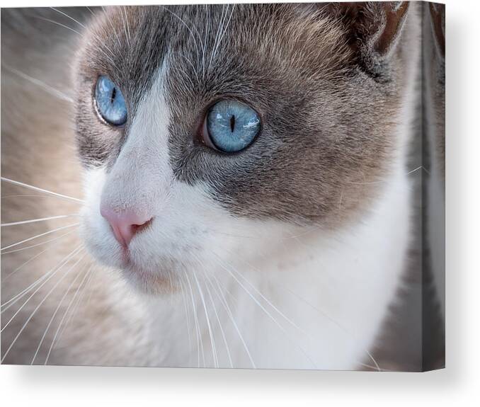 Cat Canvas Print featuring the photograph Whiskers by Derek Dean